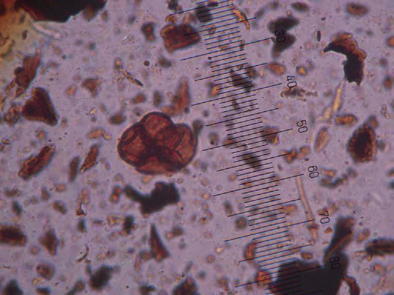 motsvarar 24 µm). Foto: Leif Björkman. Figur 6. Det förekommer rikligt med ljungpollen (Calluna) i proverna.