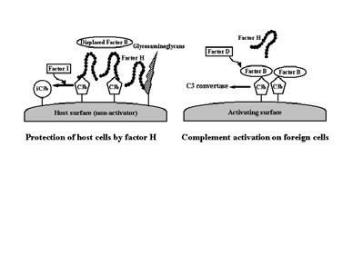 ytor Faktor H skiljer mellan egna celler och icke humana eller ändrade värdceller Vaziri-Sani F avhandling