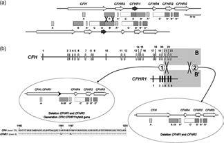 terminal Zipfel P et al Pediatr Nephrol 2010 Mutation databas: