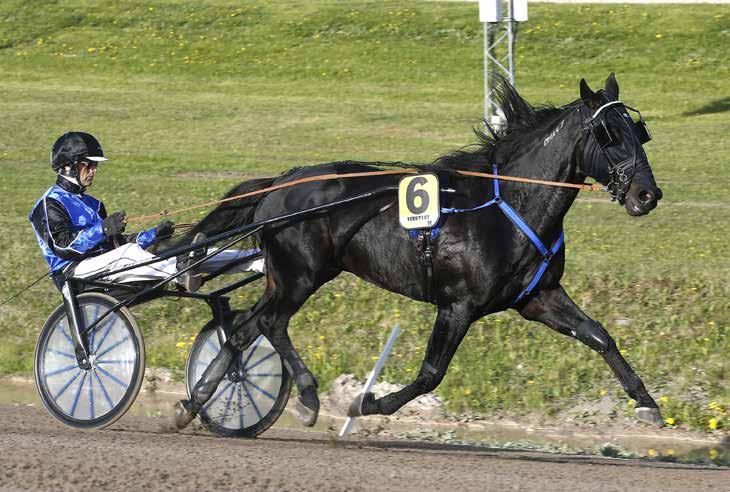 månadens häst juni2017 Cool Keeper Foto: Hanold/Foto-Mike Foto:Hanold/Foto-Mike Hingst 6 år e. Broadway Hall (US) u. Missys Go Go (US) ue.