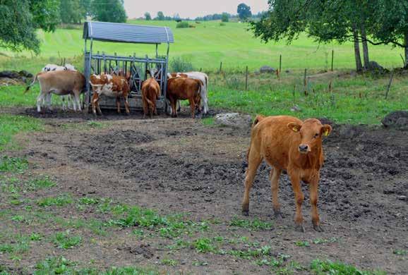 STÖDJANDE PROCESSER Foto: Lena Clarin För att underlätta för konsulter och rådgivare som hjälper lantbrukare med SAM-ansökan har vi startat en ny webbplats.