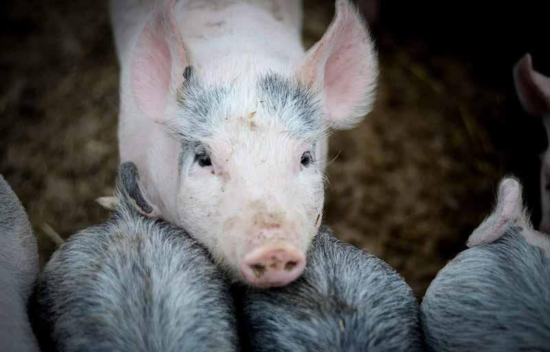 DYNAMISKT OCH KONKURRENS KRAFTIGT NÄRINGSLIV SOM PRÄGLAS AV ÖPPENHET OCH MÅNGFALD Foto: Charlotta Johansson Unionsprioritering 4 Miljö i jord- och skogsbruk Unionsprioritering 4 syftar till att