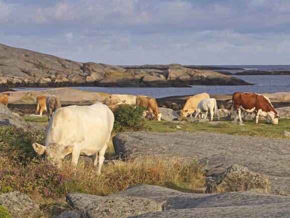 EKONOMISK ÖVERSIKT Foto: Kristina Mattsson Verksamhetens intäkter och kostnader Jordbruksverkets intäkter av avgifter och andra ersättningar har ökat.