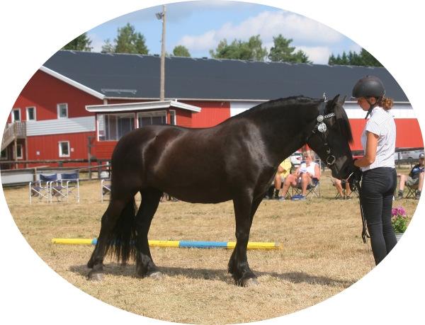 Nordsvenska Hästen Södra