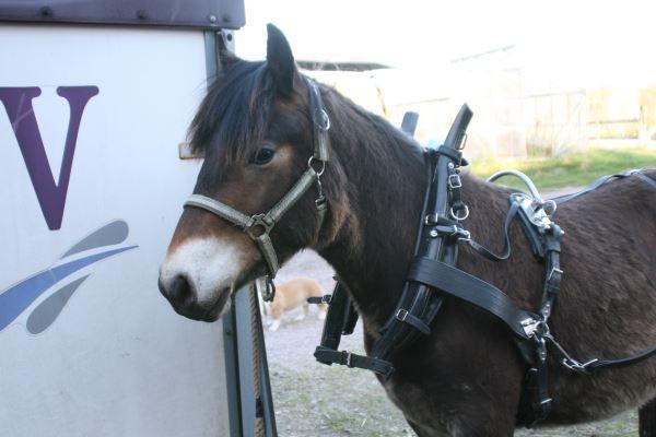 Unghäst- /miljöträningspromenad 10 november 10.00 Gölingstorp Vi tar oss en promenad med våra unghästar, 1-åringar och uppåt, ska vara vana att ledas i träns.