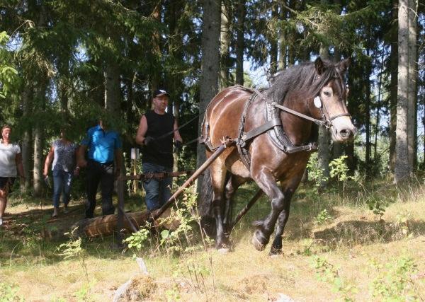 Äg: Anna Skoog, Holsjunga Frivilligt körprov 4-4-4-5-5=22p. LAMONA 9-8-7-8-7=39p.