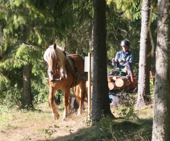 KL I Äg: Ryasjö Hästgård, Sexdrega Frivilligt körprov 5-4-5-4-5=23p. ALIZIA 8-8-7-8-8=39p.