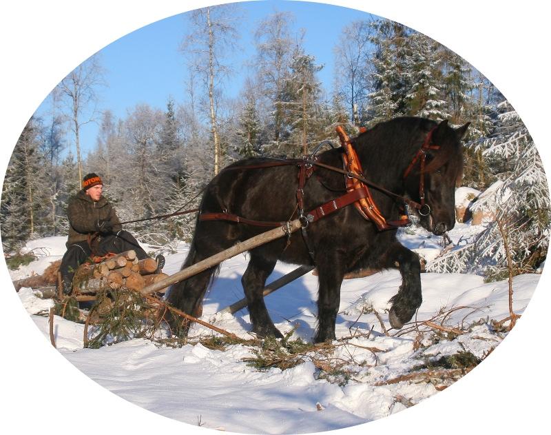 Nordsvenska Hästen Södra