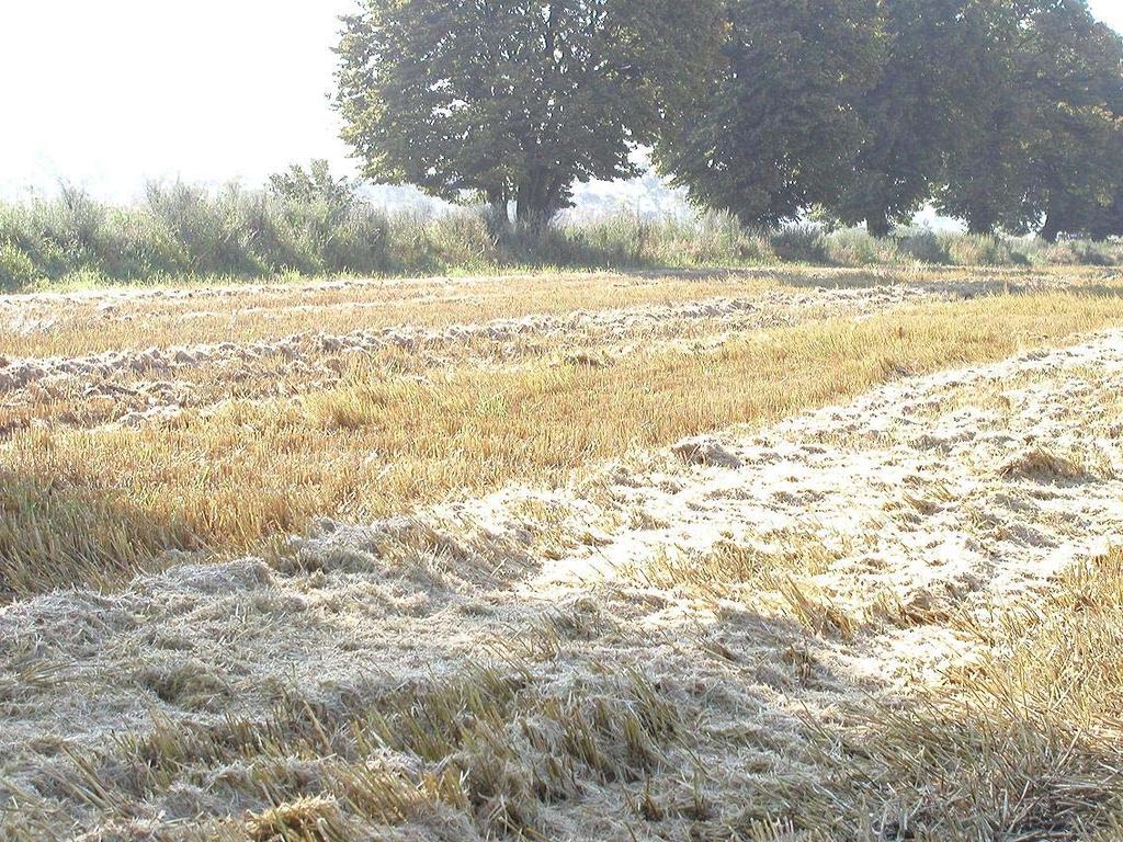 För jämn uppkomst av renkavlefrö krävs