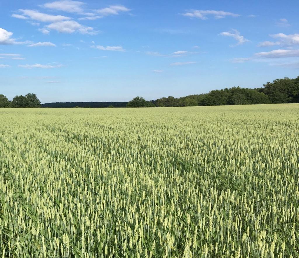 Om du bärgar vallskörd från skiftet kan du gödsla enligt de maximala mängderna för vallar.
