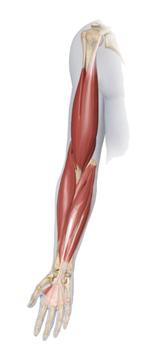 Rekommenderad dosering vid fokal spasticitet i övre extremiteten Muskel Flexor digitorum profundus Flexor digitorum superficialis