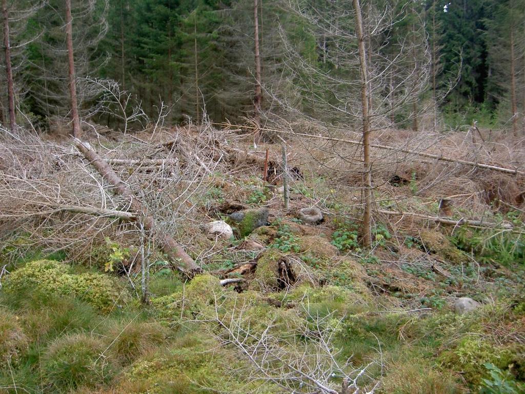 RAPPORT NR 13/2013 Bild 5. Stensättning med avverkningsrester i Falköping.