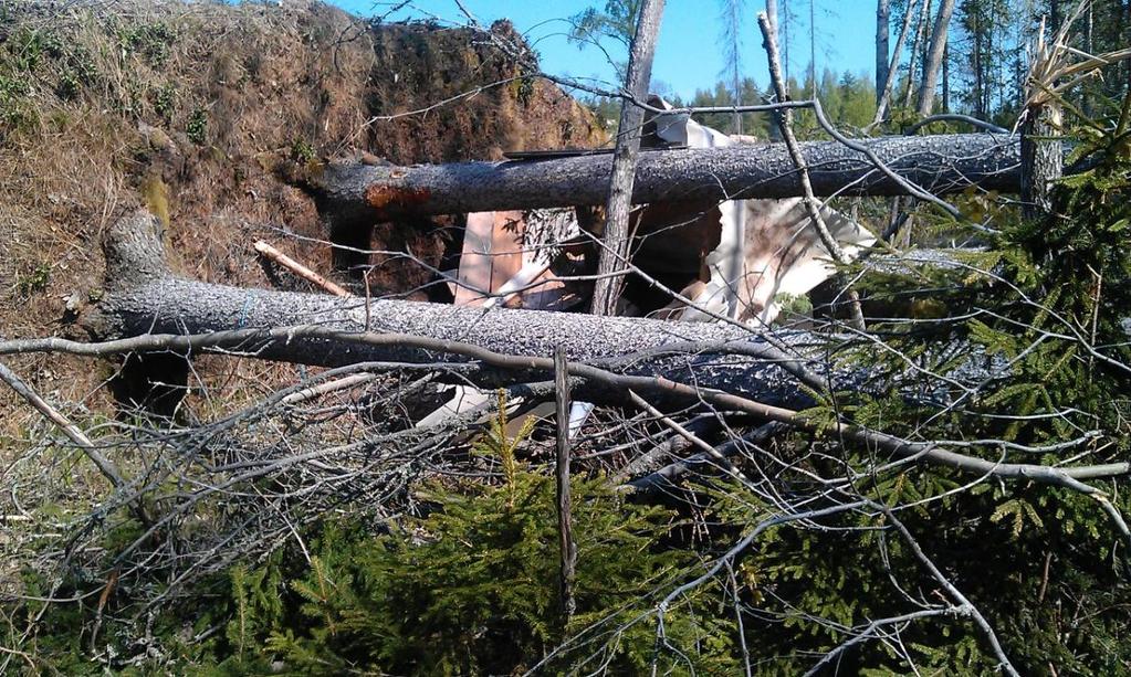 RAPPORT NR 13/2013 Villkorsområde Bild 9. Stormskadat villkorsområde för järnframställningsplats i Gävleborg. Foto Cecilia Ulfhielm.