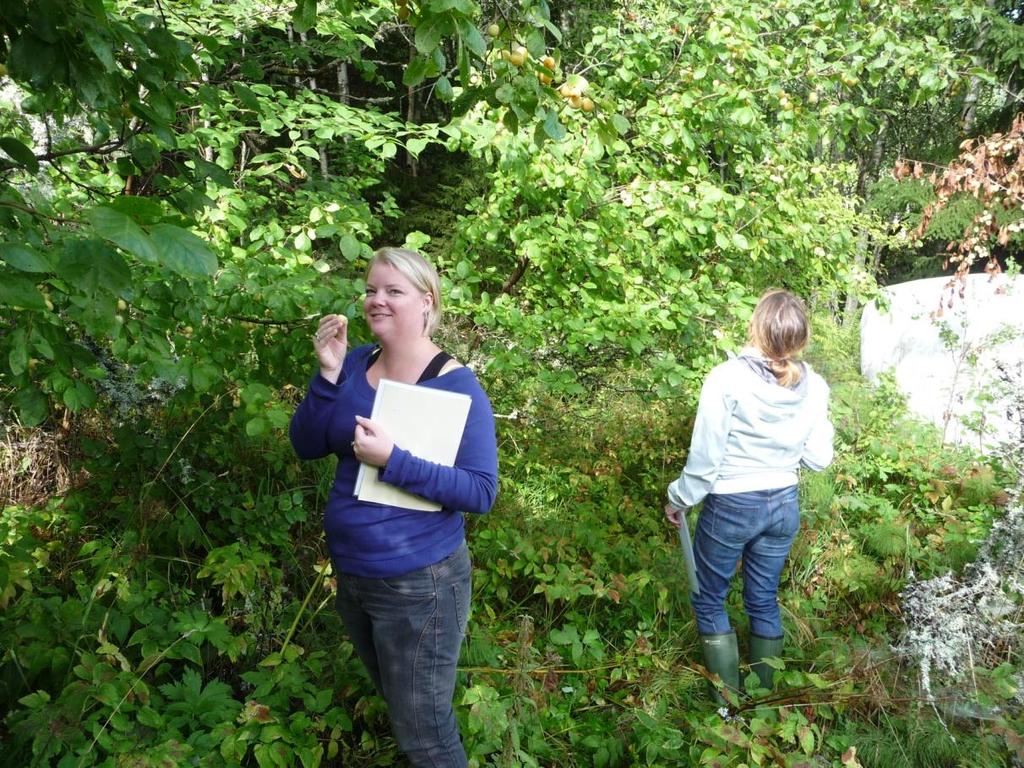 RAPPORT NR 13/2013 Bild 10. Torplämningen Rönningstorp i Västmanland med dignande plommonträd.