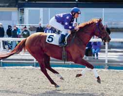 TIPS & RANK Lopp - V- Gulapa Street Band 8 Pinocchio Saint Sebastian Lake Cooloola 7 Watch Me Prosper Barn Dance Royal Highness Årets premiär innehåller många kända profilhästar som har sitt
