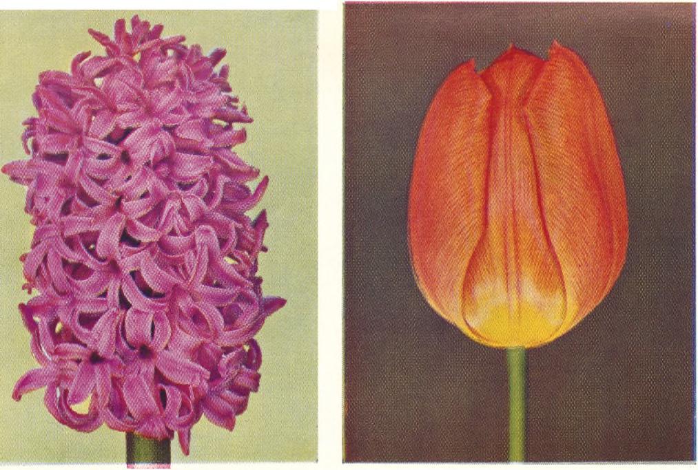 .. 14. 1.60 Vackra himmelsblå blommor, samtidigt med snödroppen Pris kr pr 100 10 st Eranthis hiemalis, Vintergäck... 17. 1.90 Erythronium dens canis, Hundtandlilja, violettröda blommor och brunfläckiga blad.
