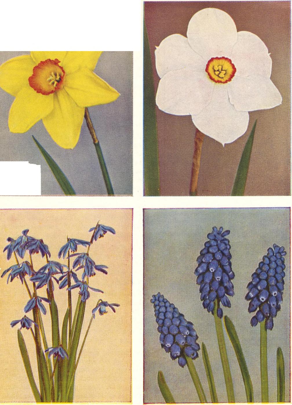 Katalog erhålles på begäran Grönsaks- och Blomsterfrö, Rosor, Fruktträd m. m. Katalog utkommer i januari och sändes på begäran FRÖAVDELNINGEN... 13 48 61 BLOMSTERHANDELN.