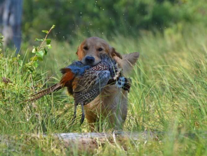 KORTSIKTIGA MÅL Jakt & funktion Golden retriever är en apporterande fågelhund. För att ytterligare förbättra retrieveregenskaperna i rasen har tidigare mål ändrats utifrån senaste årens utvärderingar.