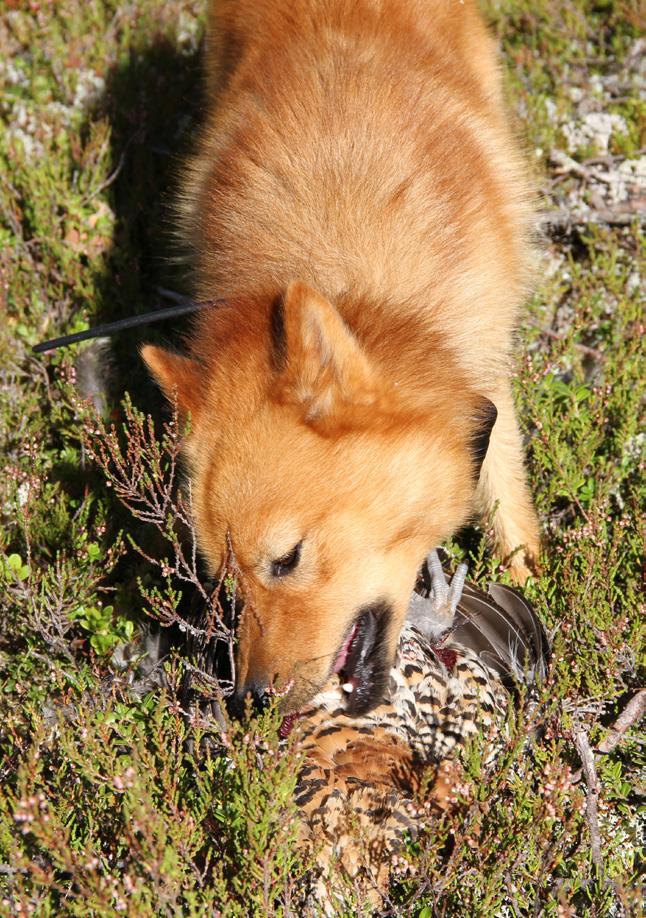 NR 2 2018 TIDSSKRIFT FÖR FÅGELJÄGARE OCH