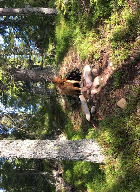JAKTPROV SSF GÄVLEBORG 2018/2019 UTLYSTA JAKTPROV: Hamra 18 19 augusti (lördag söndag) Provledare: Karl Anders Karlsson, Bränna 8, 820 40 Järvsö Tel: 070-609 42 64 E-post: ka.karlsson@hotmail.
