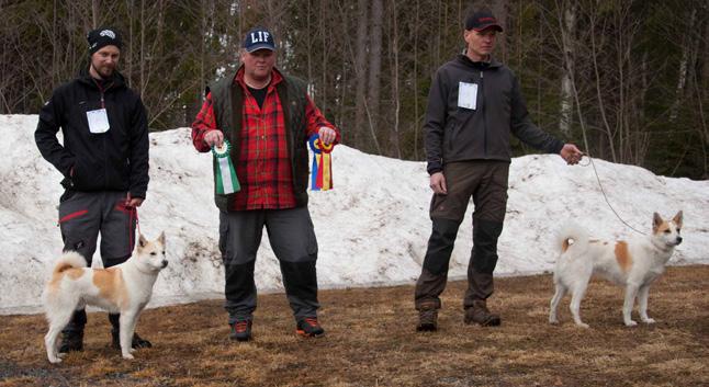 MEDELPAD BIM och BIR Akiros ägare Oscar Nordin och Kälbäckens Mysan ägare Thorbjörn Osterman 14 SLUKHÅL STAL SHOWEN I BORGSJÖ 21 april var det åter dags för Medelpads utställning i Borgsjö och när