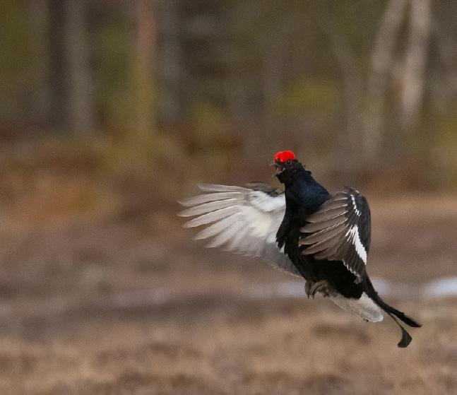 ÖVRE NORRBOTTEN Turordning vid utlysta och rörliga prov. 1. Lokalklubbens egna hundar 2. Hundar från andra lokalklubbar i mån av plats.