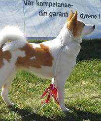 HAR DIN HUND ERÖVRAT EN CHAMPIONTITEL? GRATTIS SE TILL ATT ANMÄLA DET! Skicka en fin bild på din hund. Helst ska bilden visa hunden från sidan och självklart med hög upplösning.