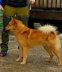 Bifoga manus som Wordfil med följande uppgifter: Namn på hunden och hundens samtliga titlar enligt rådande standard Registreringsnummer Uppfödarens namn och bostadsort (och land) Ägarens namn och