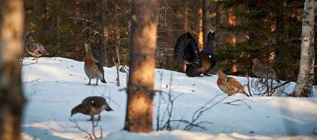Foto: Carl-Johan Rådström Tjäderleksrapport 2018 Hur står det egentligen till med tjäderstammen idag?