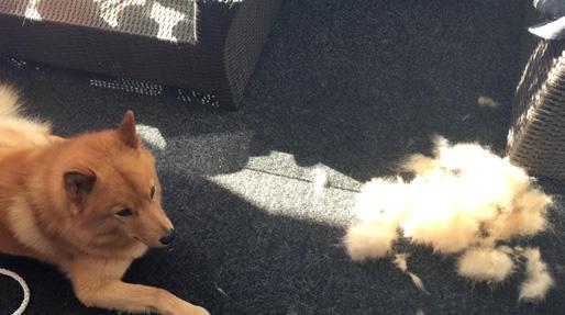 Hårigt Scrollar igenom Instagram. Ser en massa kända och okända som skanderar med håriga armhålor och ben. Alla gör väl som de själva vill.