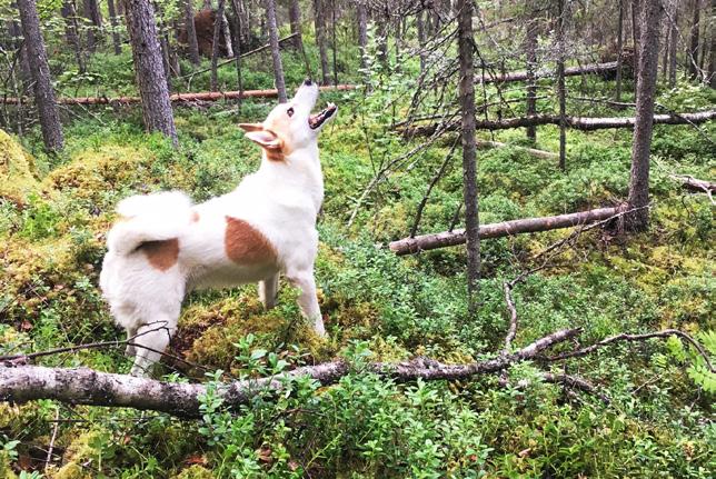 Ståndskall med Nalle Vägen är målet för en vältränad hund Målet de flesta har när de tränar sin hund, och detta gäller för all form av träning, är en god kondition och bra uthållighet.