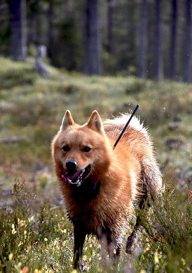TÄCKHUNDSANVISNING GENOM AVELSRÅDET FÖR FINSK SPETS SSF:s nya avelskommitté för finsk spets arbetar med att flertal frågor.