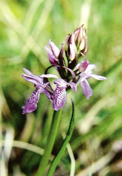 MORFOLOGI HOS MOSS- OCH SUMPNYCKLAR Figur 2. Mossnyckel i Johannestorp, ett extremfattigkärr, med få, ljusröda blommor, rent grön stjälk och långa (16 cm), måttligt breda (1,2 cm), ofläckade blad.