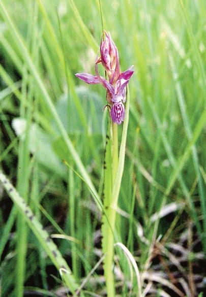 Stem green close to the spike. Long (16 cm), medium wide (1.2 cm) foliage leaves without marks. Labellum with dots, oblong. Middle lobe not clearly defined. Figur 3.