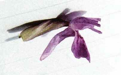 BJURULF A. B. Figur 4A. Böjd sporre hos mossnyckel i extremfattigkärr. Detta exemplar hade axnära pigmentering (++), medellånga (12 cm) och måttligt breda (1,3 cm), ofläckade blad. Få blommor.
