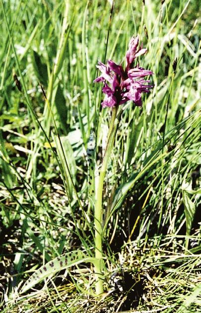 BJURULF Figur 5. Sumpnyckel i Kärna mosse, ett extremrikkärr, med korta (7 cm), tämligen breda (1,5 cm), avlångt triangulära, fläckade blad.