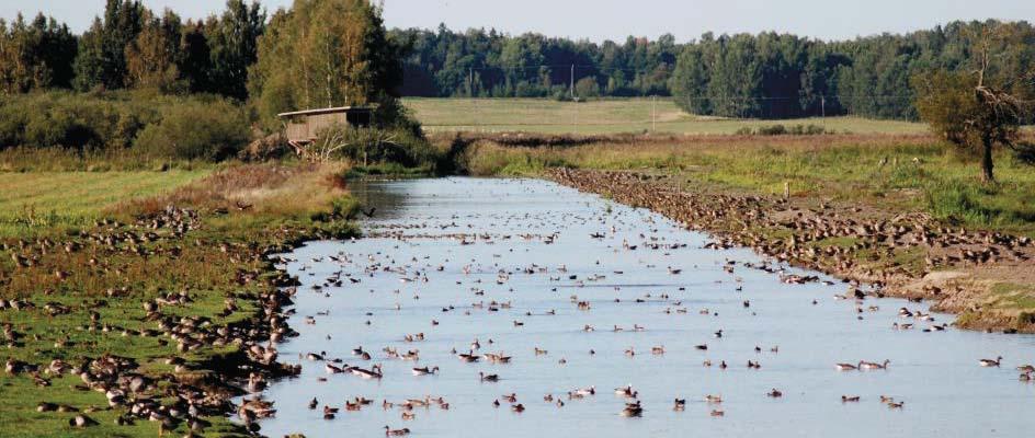 Beskrivning av det biologiska systemet Våtmarkens ekosystem När näringsämnen (främst fosfor och kväve) hamnar i vattendrag och våtmarker kan de bidra till lokal övergödning, eller transporteras