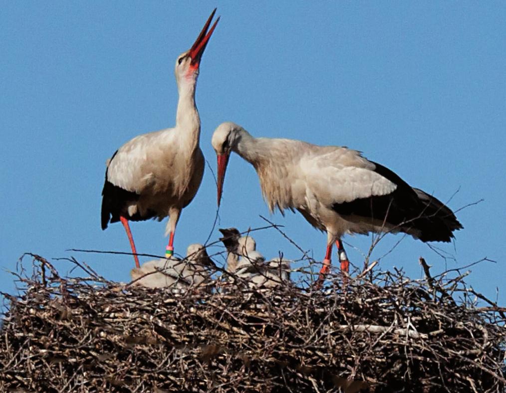 Storkpar Storkarnas parningsspel Tid: Måndagen den 6 april kl 9:30. Plats: Samåkning från Ica Kvantum, Sjöbo kl 9, eller Gäddängens p-plats kl 9.30 eller storkhägnet Fulltofta kl 11.