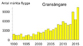 och sävsparv.