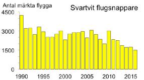och 2015 då 92 respektive 90 ringmärktes (Figur 4).