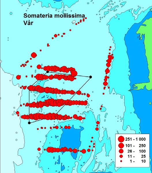 Rastande och övervintrande fåglar Ejder Båtinventering Flest individer under våren Som mest knappt 8000 individer (Området är av internationell betydelse) 9000 8000 7000