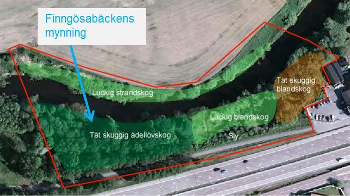 Inventering av Natura 2000-habitat och särskilt bevarandevärda träd samt bedömning av områdets lämplighet för hasselsnok, hasselmus, utter och bäver (aug 2015), Bilaga 8 Kontroll av tidigare