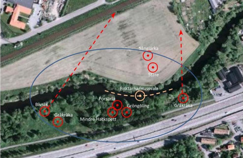 N E20 Figur 22: Observationer (röda och rosa ringar) av särskilt skyddsvärda fågelarter vid fågelinventeringen 2015 inom inventeringsområdet (blå ellips).