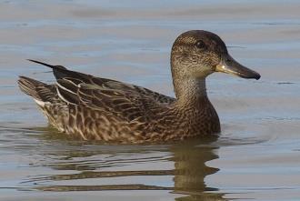 Snatterand Anas strepera 14 12 1 8 6 4 2 Snatterand, Anas strepera Sept: (H: 93; 12,5; *** 1: 2969; 1,2; ***) 15 1 5 Snatterand, Anas strepera Jan: (H: 43; 16,8; *** 1: 12; 3,8; NS) Snatterandens är