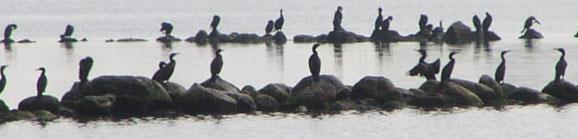 Storskarv Phalacrocorax carbo Storskarv, Phalacrocorax carbo Sept: (H: 6174; 7,4; *** 1: 8223; 2,6; **) 2.5 Storskarv, Phalacrocorax carbo Jan: (H: 4233; 5,1; *** 1: 6322; 2,6; ***) 2.