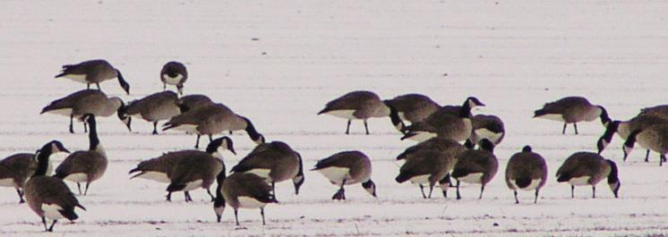 Fig. 23. Kanadagåsens Branta canadensis utbredning i södra Sverige vid inventeringarna i januari 217.