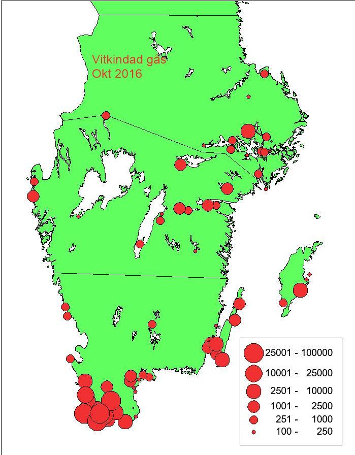 Den vitkindade gåsen visar den mest markanta förändringen i antalet rastare och övervintrare av någon gåsart i Sverige.