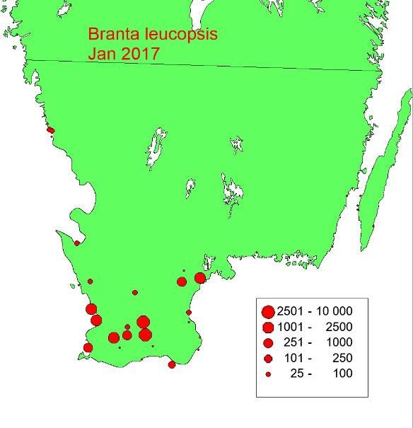 till några hundra rastande. Under 199-talet började antalet rastande vitkindade gäss i landet öka och vid tre tillfällen var antalet över 4.