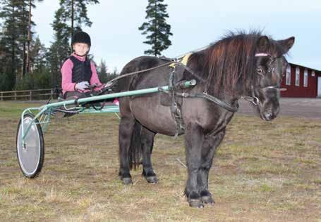 Det här fanns inte på kartan för fem år sedan LINE BÖRJADE PÅ TRAVGYMNASIUM utan att kunna något om trav Line med sin passhäst Purple Hall inför ett lopp på Solvalla.