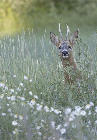 Vänster: Vallentuna erbjuder